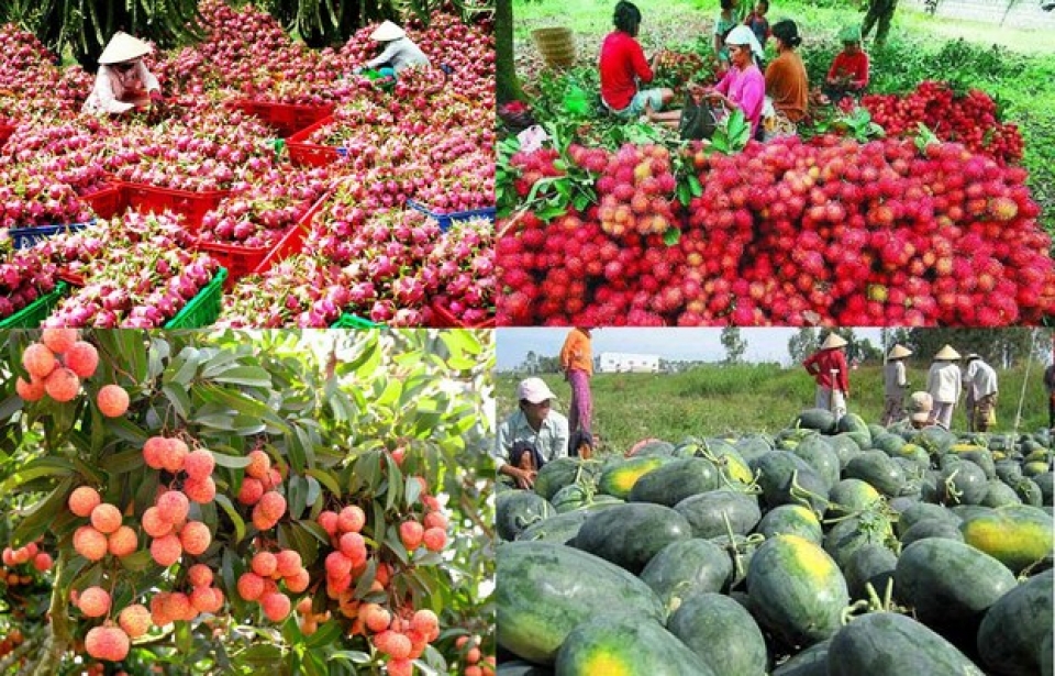 Quản lý  “tấm hộ chiếu” mã vùng trồng, để nông sản Việt đi xa - Ảnh 7.