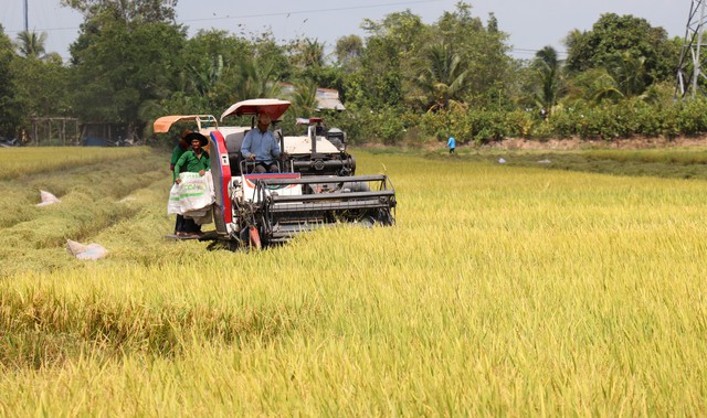 Gạo Việt vào châu Âu bằng thương hiệu - Ảnh 2.