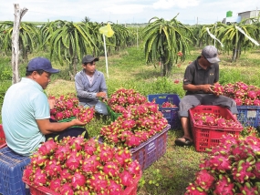 Cuộc đua tỷ đô của trái cây Việt
