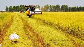 Triển vọng tăng trưởng xuất khẩu gạo