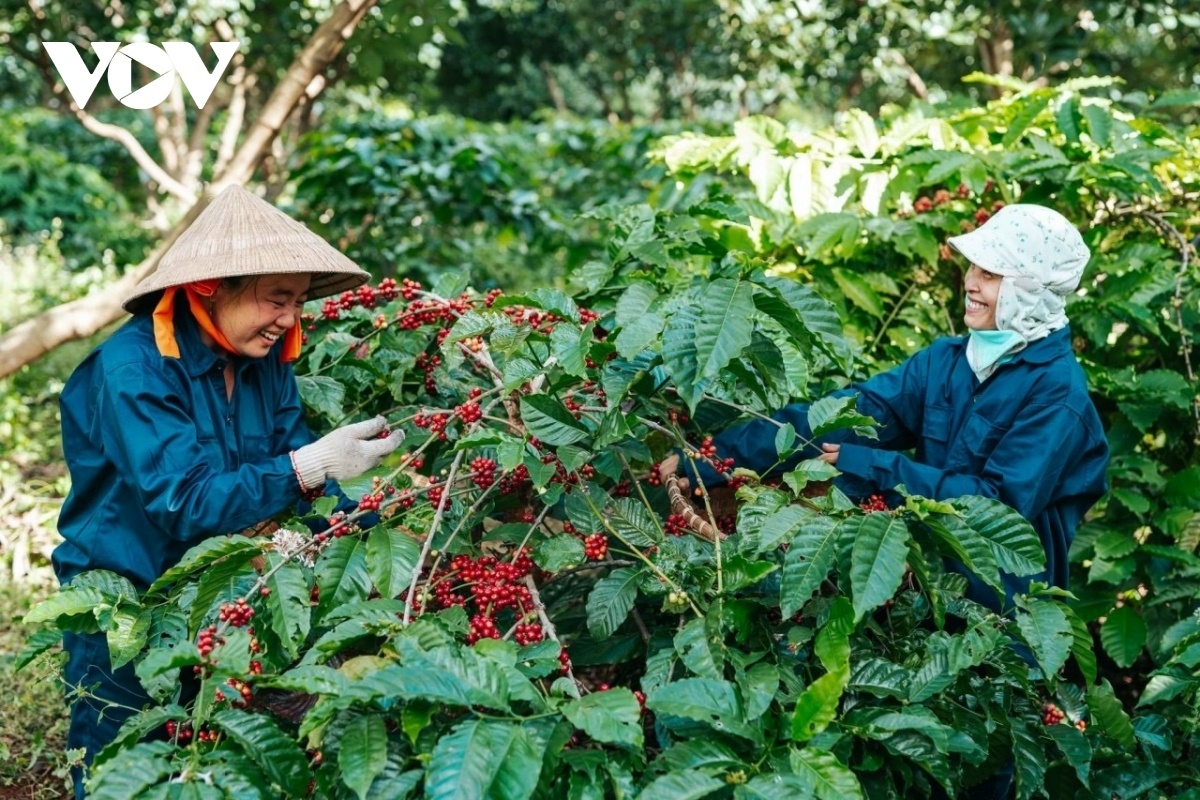 Cà phê tăng giá, nông dân vui mừng, doanh nghiệp lo lắng