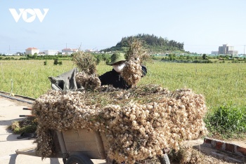 Nông dân Lý Sơn thu hoạch tỏi đông xuân: Năng suất không cao, giá thấp