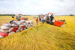 Cơ hội gia tăng giá trị hạt gạo Việt