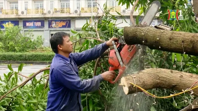 Hà Nội dự kiến 'cứu' 3.000 cây gãy đổ do bão Yagi