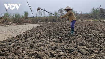 Gian nan khôi phục vựa rau sau lũ ở Yên Bái