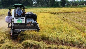 Tăng đầu tư cho sản xuất lúa chất lượng cao, phát thải thấp