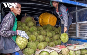 Sầu riêng đem về niềm vui hơn 1.000 tỷ đồng cho miền núi Khánh Hòa