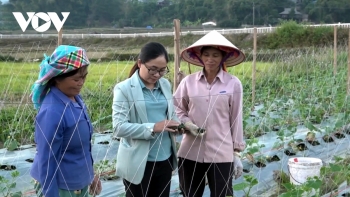 Sản xuất cây trồng vụ Đông trên cánh đồng Than Uyên (Lai Châu)