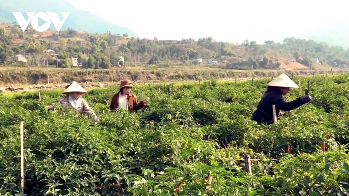 san xuat cay trong vu Dong tren canh dong than uyen lai chau hinh anh 2