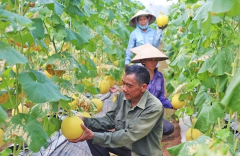 Kinh tế tuần hoàn trong nông nghiệp: Hướng tới gia tăng giá trị và bảo vệ môi trường