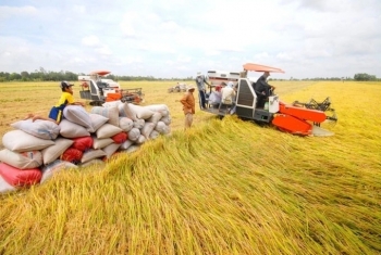 Ngành trồng trọt: Động lực chính của xuất khẩu nông nghiệp Việt Nam