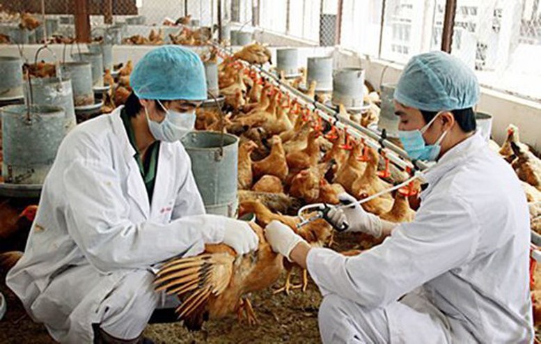 Thủ tướng chỉ đạo triển khai đồng bộ các giải pháp phòng, chống dịch bệnh gia súc, gia cầm - Ảnh 1.