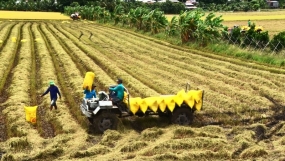 Hạt gạo “chuyển mình”, giá xuất khẩu đạt mức cao nhất thế giới