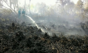 Kịp thời dập tắt cháy rừng tại Cà Mau