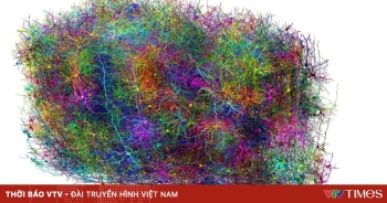 Bản đồ não chuột 3D siêu chi tiết mở ra hướng nghiên cứu mới về bệnh Alzheimer