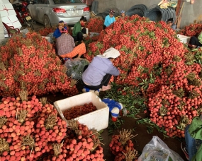 Nâng tầm giá trị trái vải Việt Nam trên thị trường quốc tế