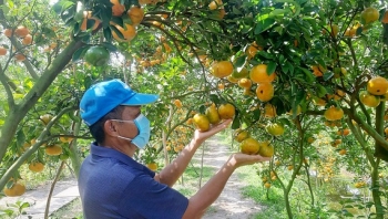 Nông sản Việt tăng tốc chiếm thị phần xuất khẩu