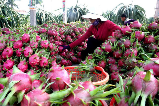 Mở cửa thị trường cho nông sản Việt: Phải đi cùng chất lượng - Ảnh 2.