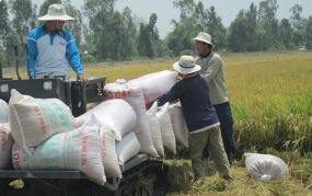 Giá gạo xuất khẩu của Việt Nam tăng cao kỷ lục