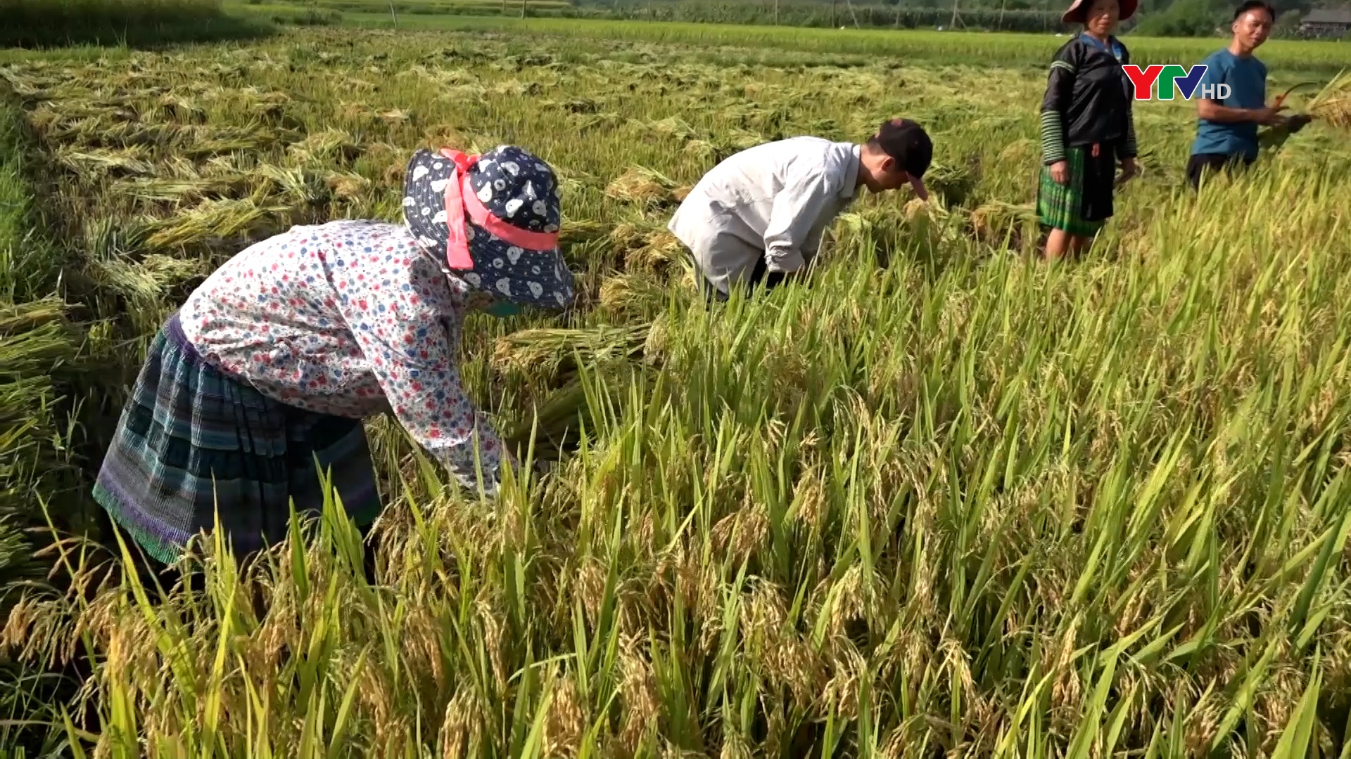 Nông dân Văn Chấn tập trung thu chiêm làm mùa