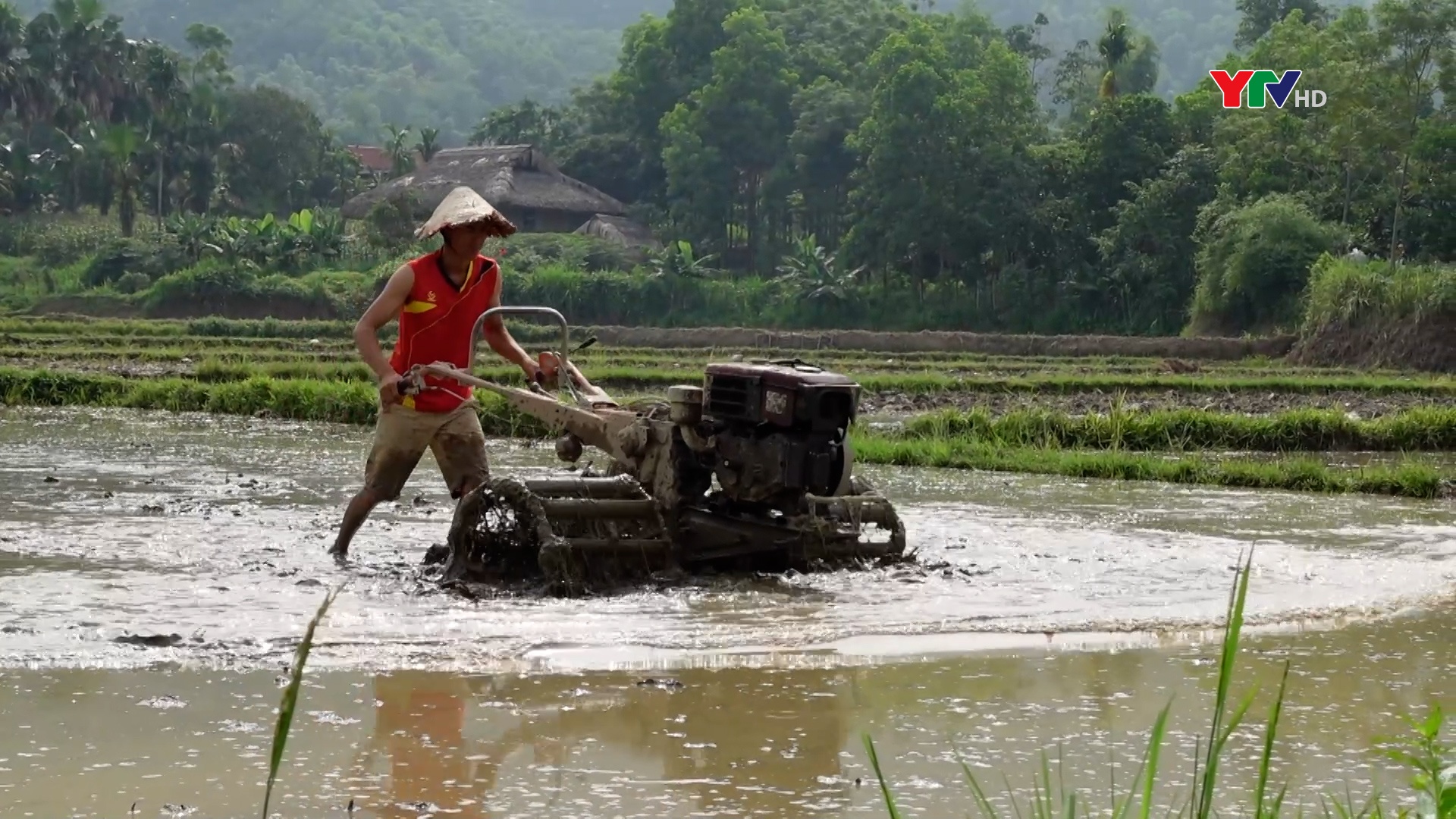 Nông dân Lục Yên tập trung làm đất gieo cấy lúa vụ mùa