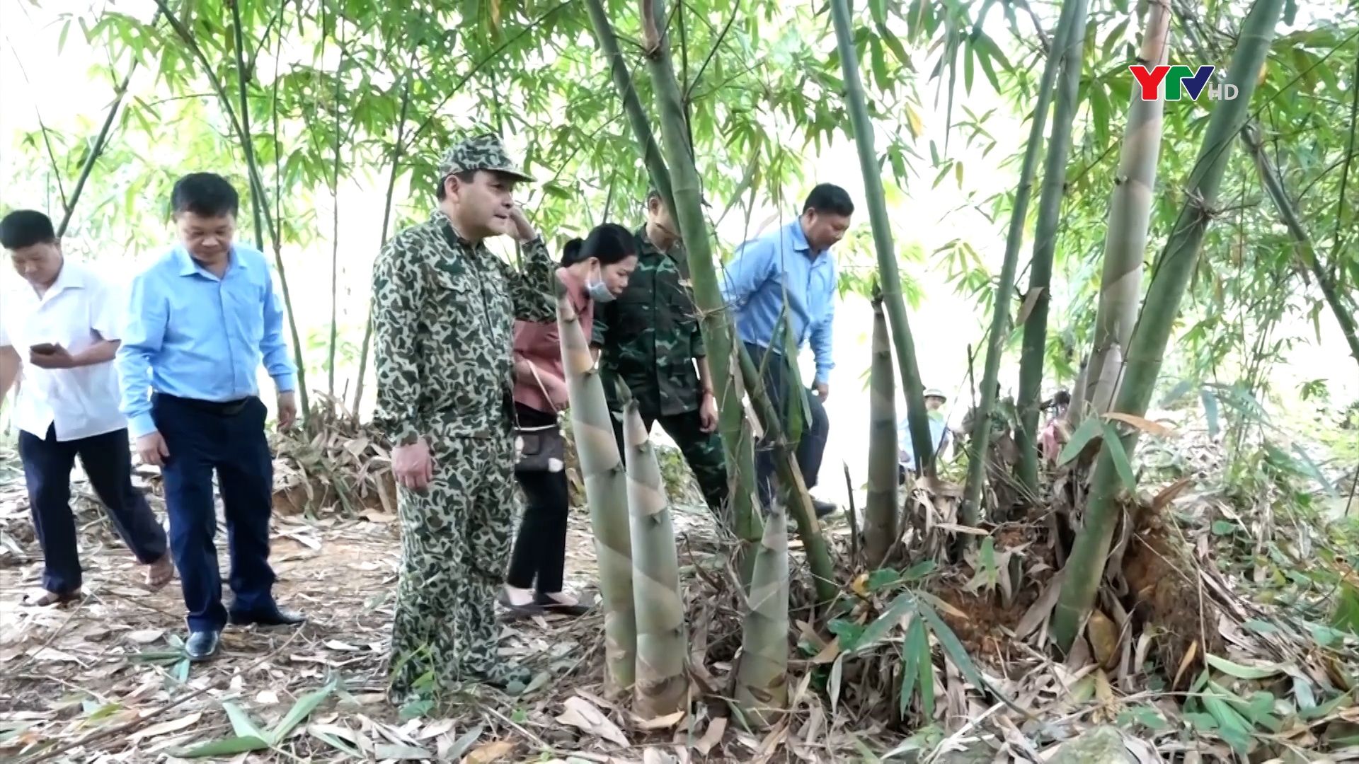 Trấn Yên: 1 ha măng Bát Độ cho thu nhập trên 50 triệu đồng