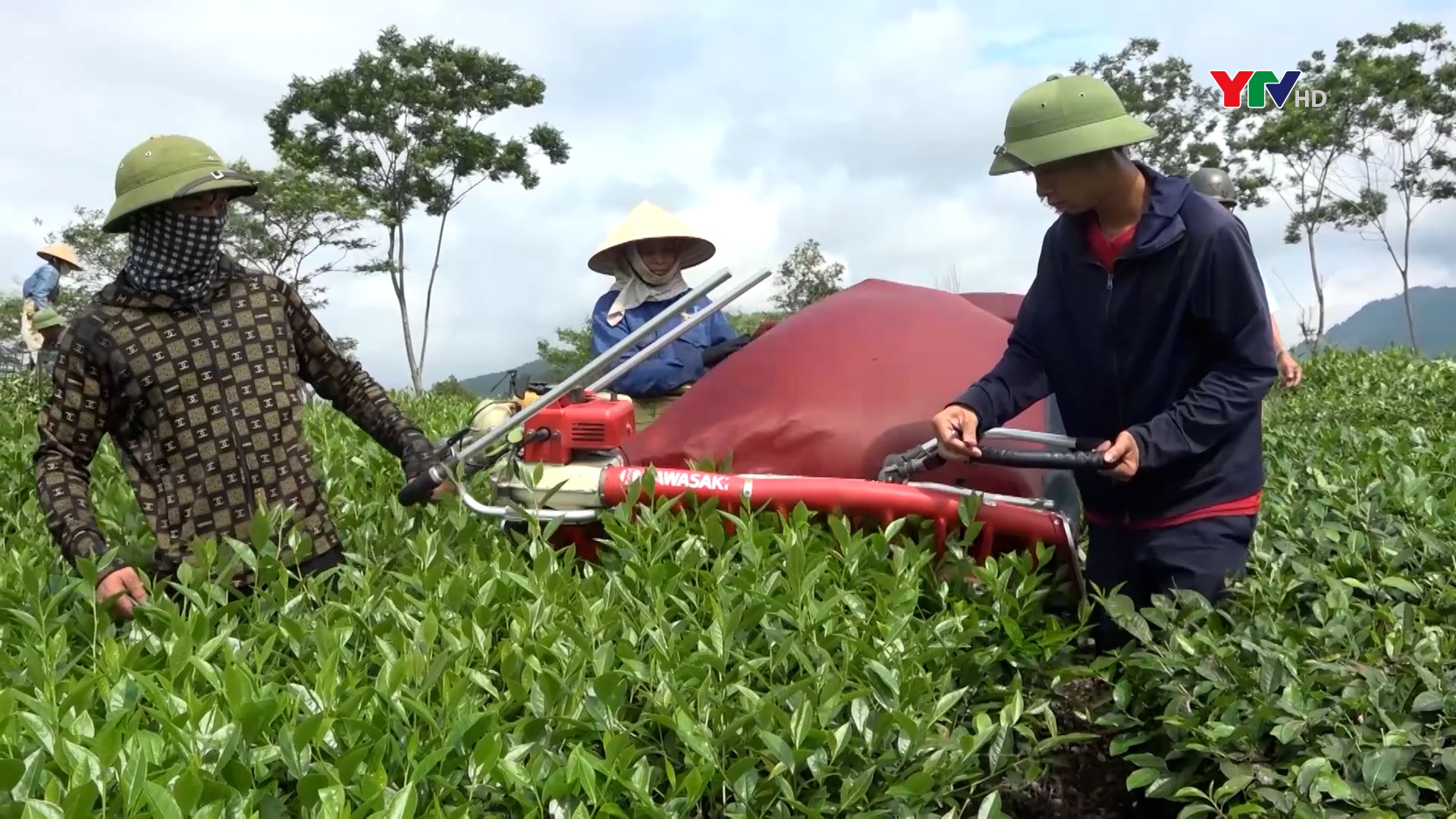 Tín hiệu vui của ngành chè Văn Chấn