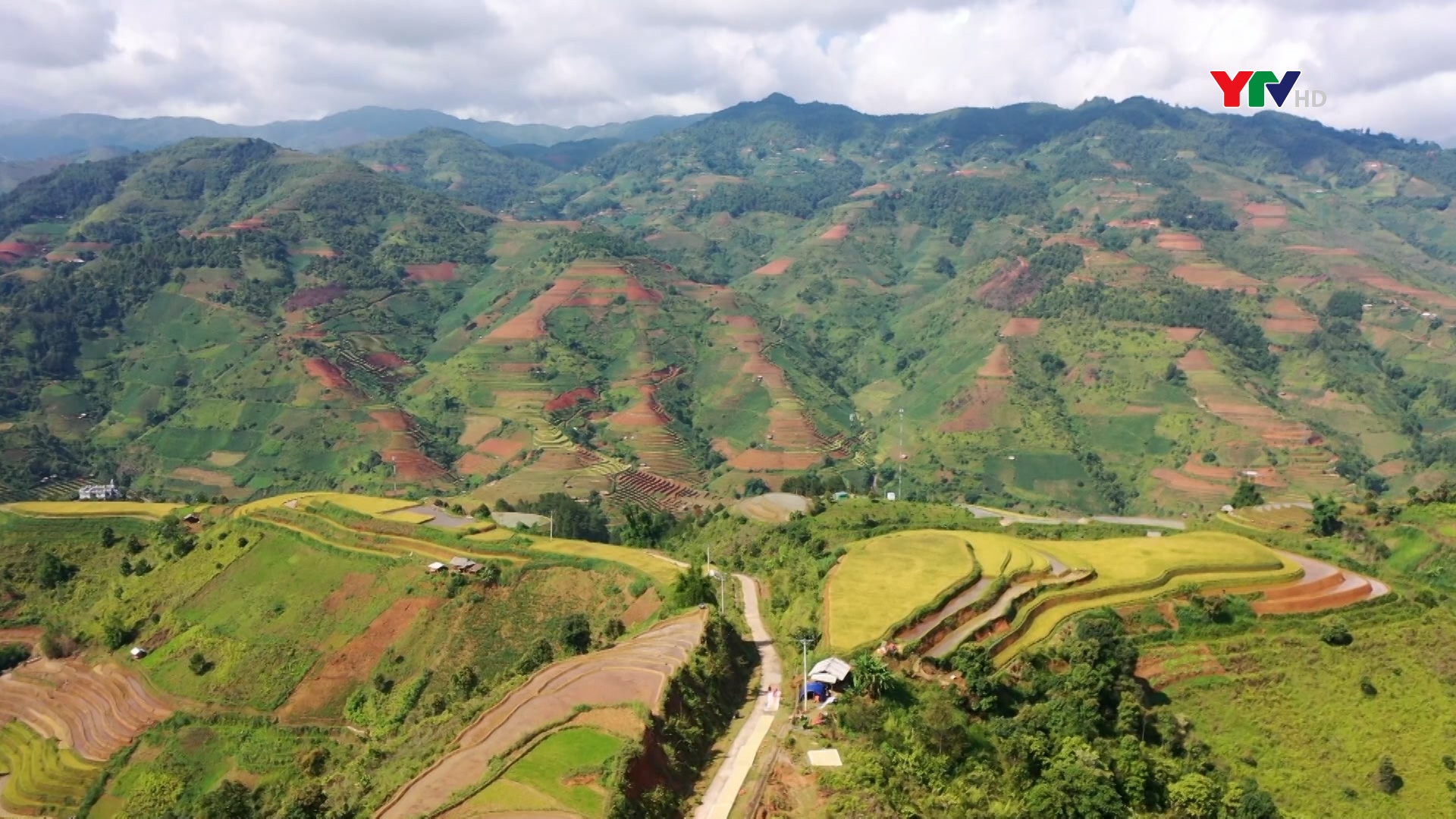 Nông dân Mù Cang Chải khẩn trương thu hoạch lúa xuân