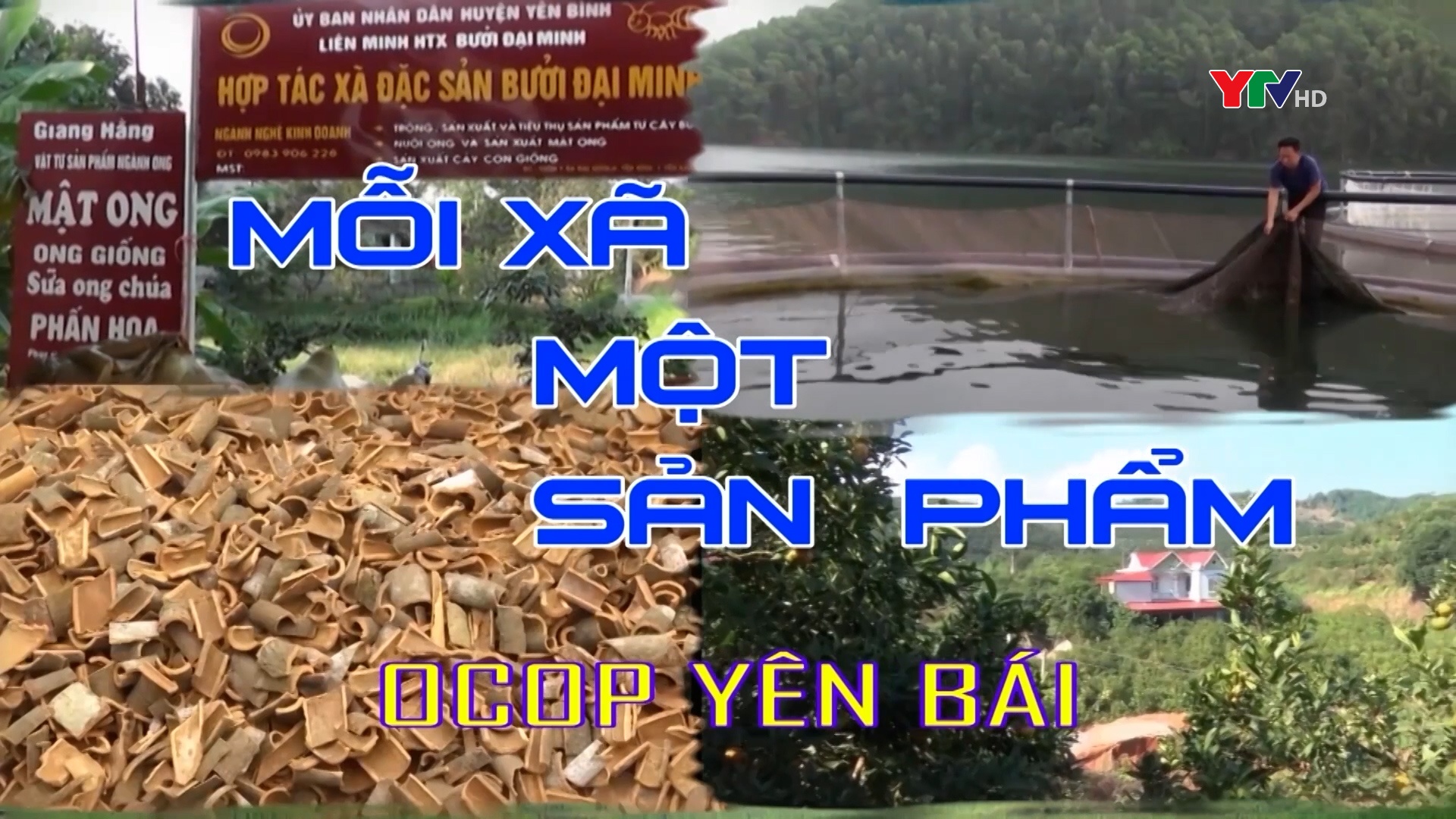 Sản phẩm Chuối tiêu sấy dẻo của HTX Dịch vụ nông nghiệp xã Việt Thành, huyện Trấn Yên