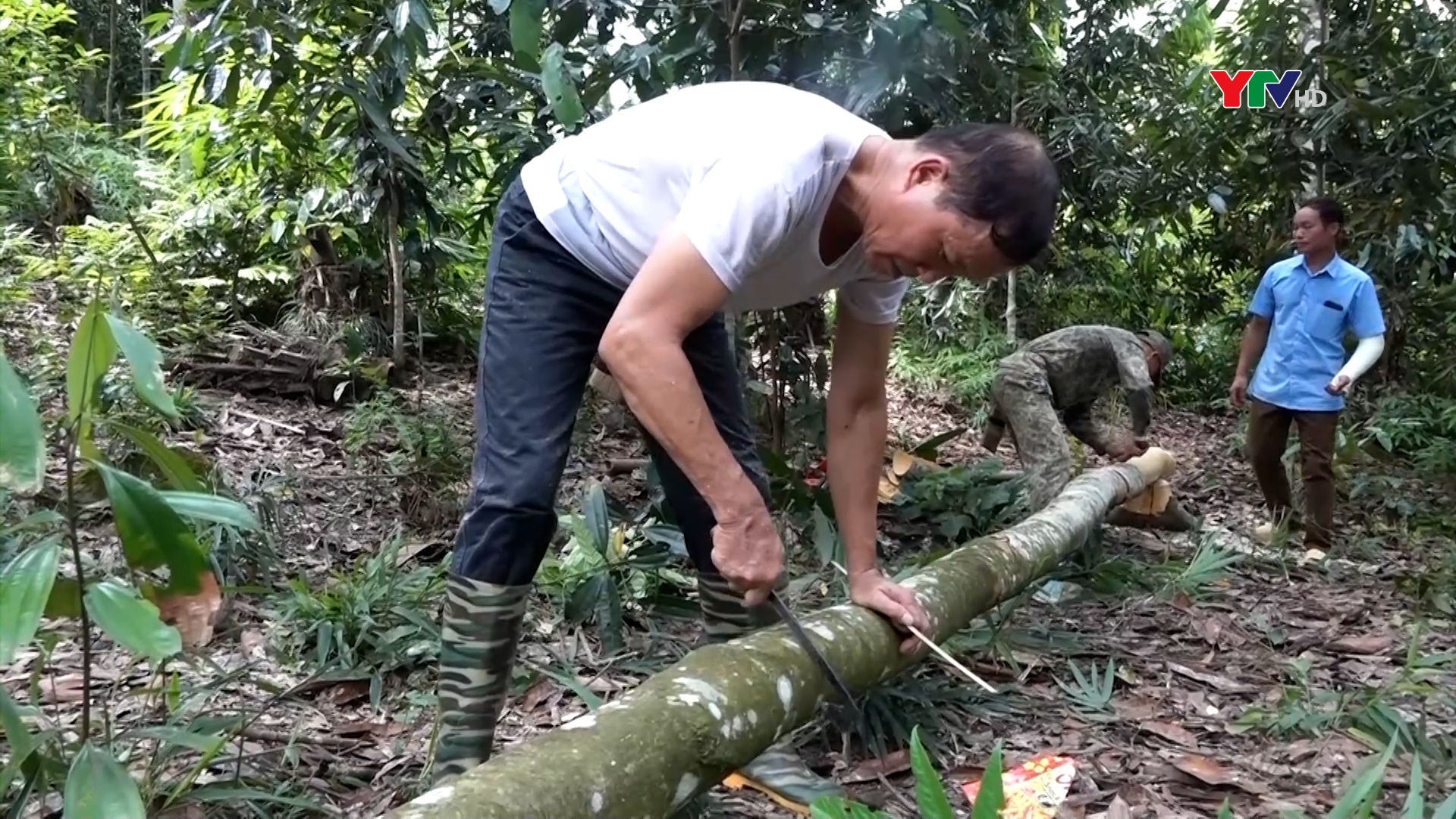 Bài học từ sự liên kết bao tiêu sản phẩm nông nghiệp - Kỳ 1: Cây quế lao đao