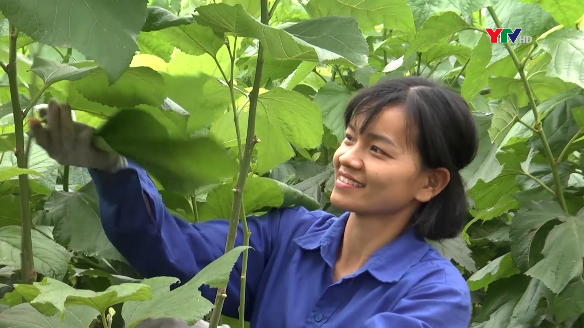 Bài học từ sự liên kết bao tiêu sản phẩm nông nghiệp - Kỳ 2: Mô hình phát triển cây dâu tằm ở Trấn Yên cần được nhân rộng