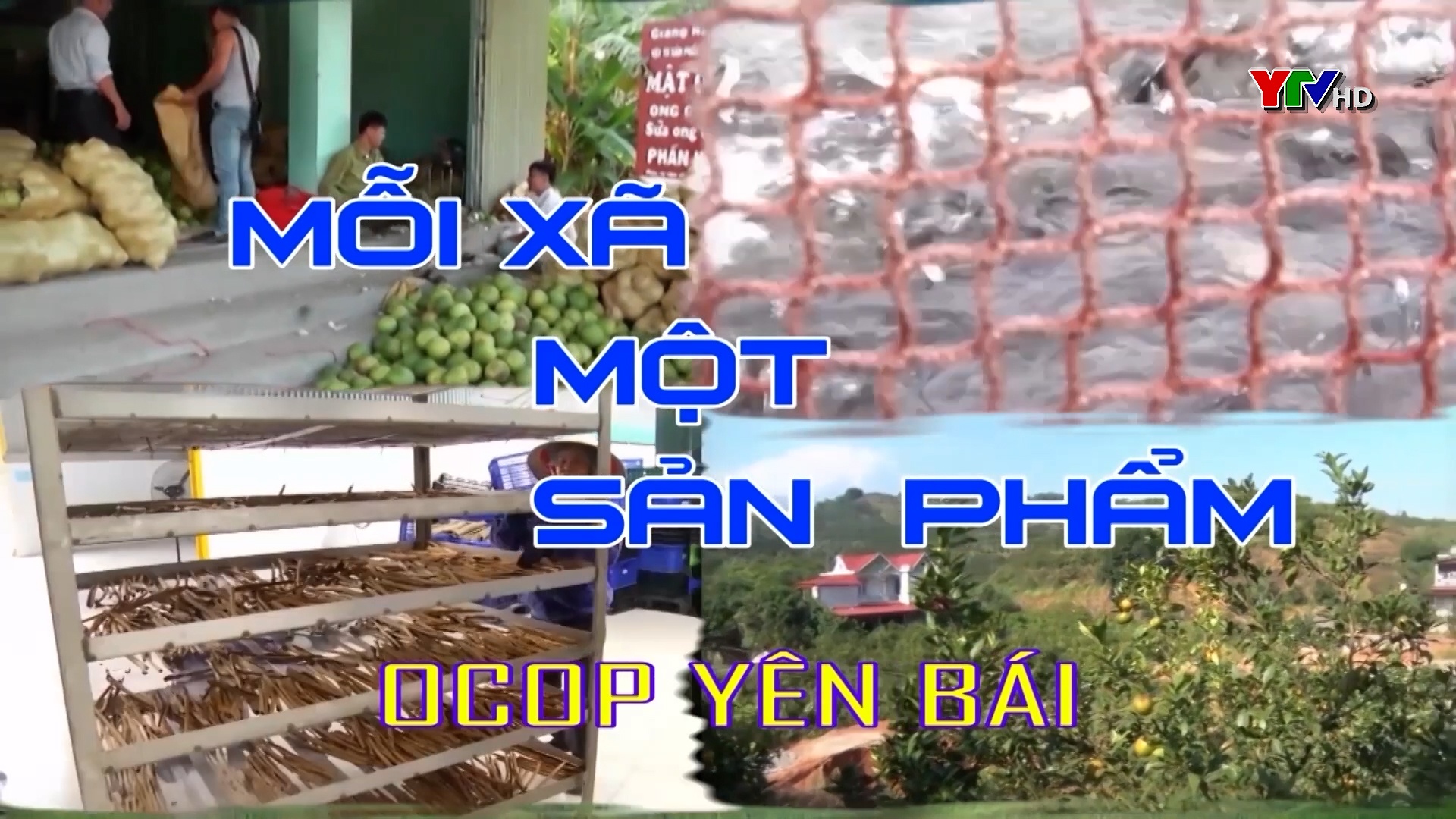 Sản phẩm OCOP 3 sao Chè xanh xã Hán Đà, huyện Yên Bình