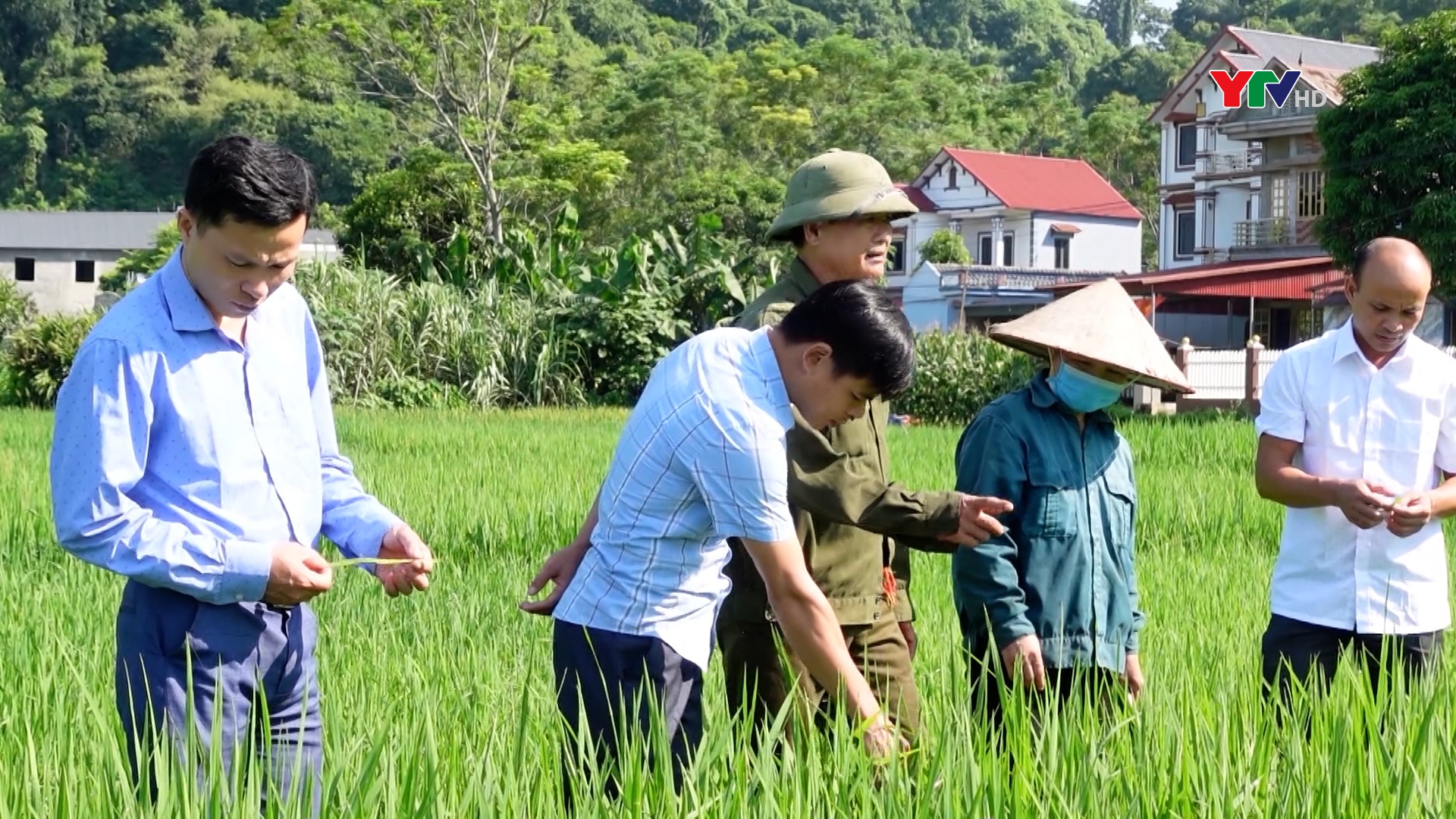 Nông dân Lục Yên chủ động phòng trừ sâu bệnh hại lúa