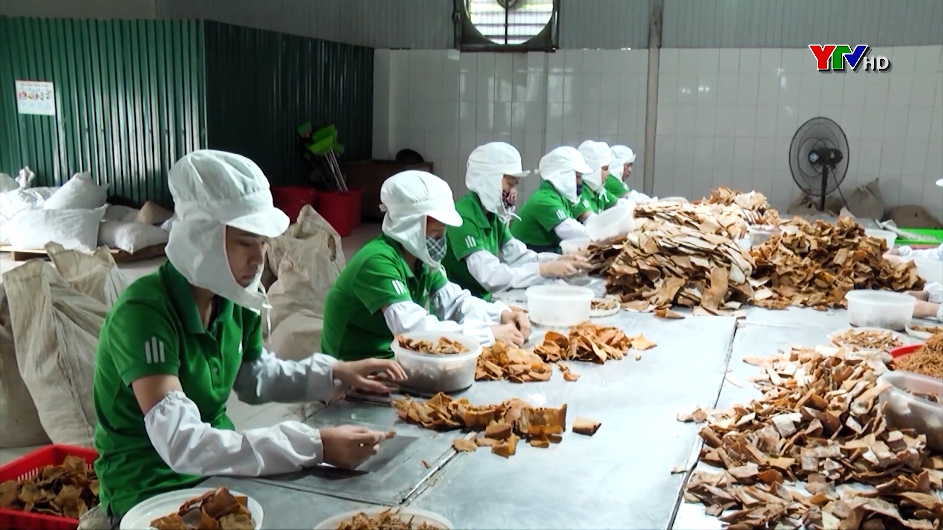 Công ty CP Yên Thành thu mua gần  4.000 tấn măng tre bát độ cho người dân