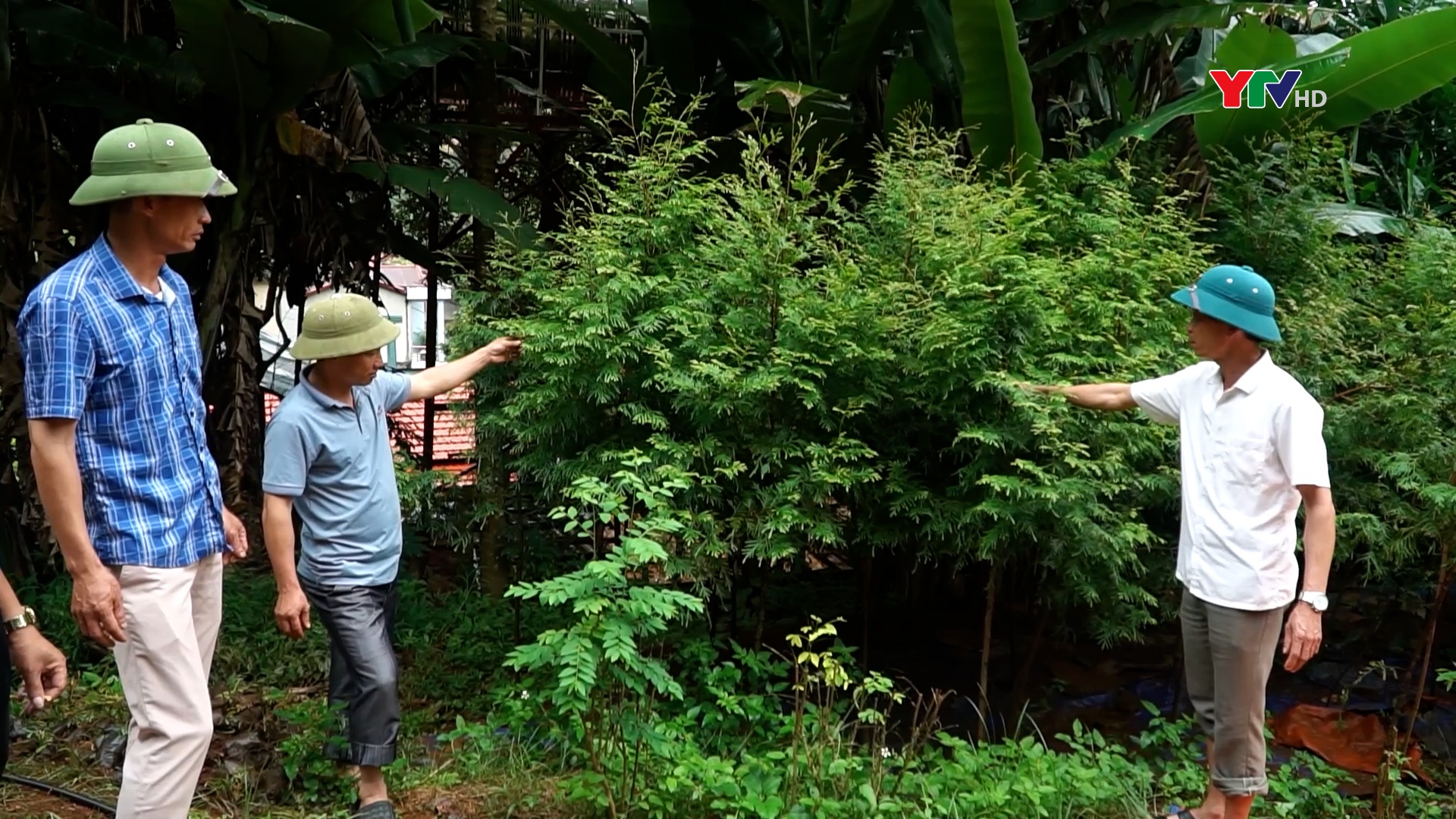 "Cần bảo tồn và phát triển cây Pơmu trong rừng tự nhiên phòng hộ đầu nguồn "