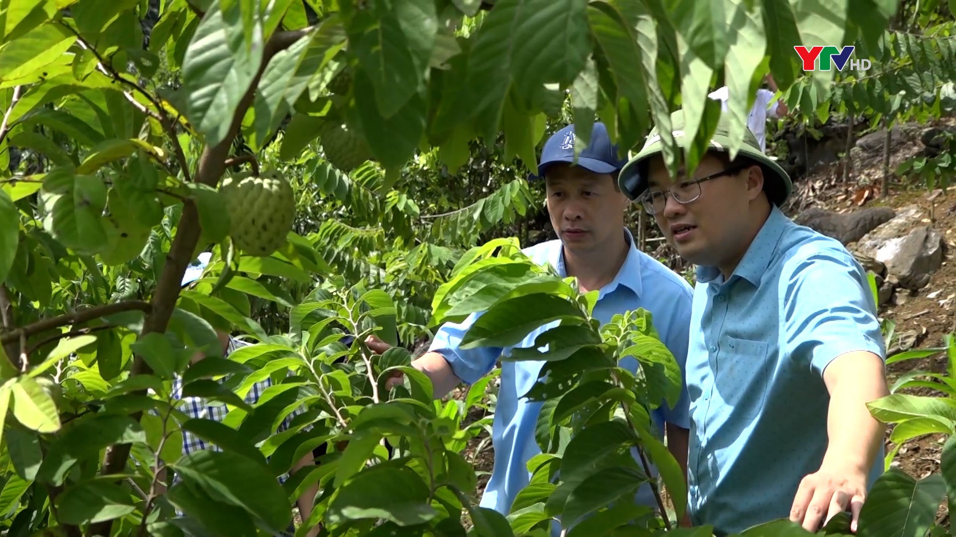 Sở Khoa học - Công nghệ kiểm tra mô hình trồng na tại xã Suối Bu, huyện Văn Chấn
