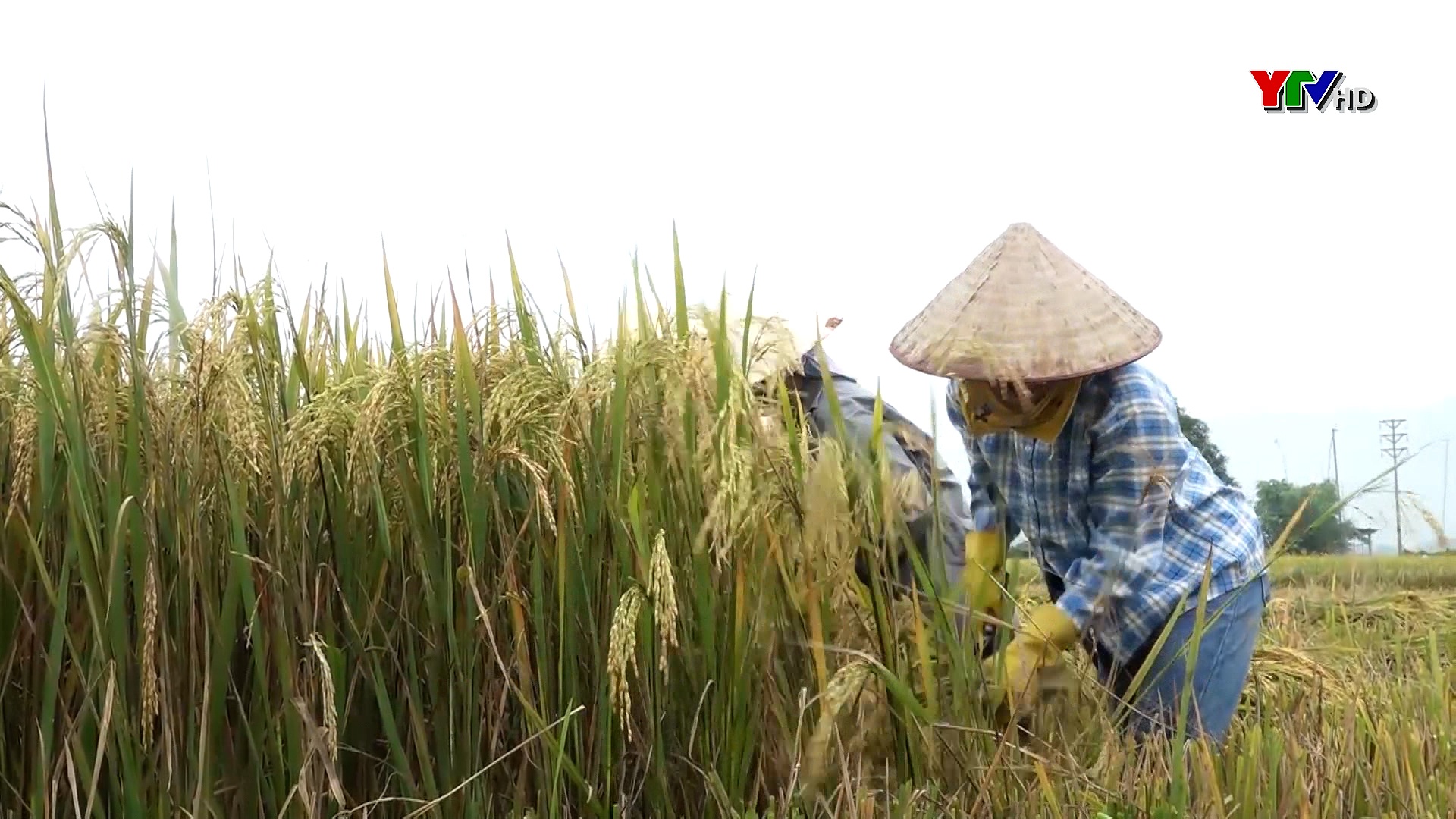 Nông dân Nghĩa Lộ tích cực "thu mùa làm đông"