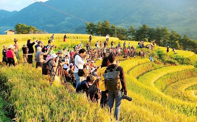 Hàng nghìn lượt khách du lịch đến với Mù Cang Chải để ngắm mùa lúa chín