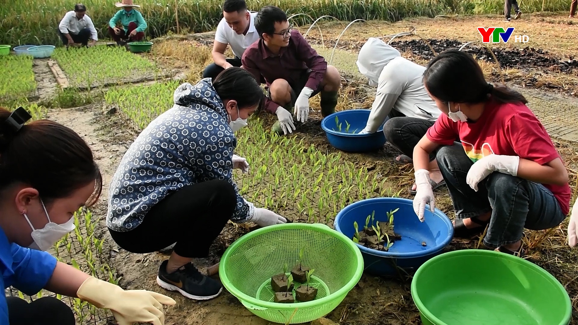 Lục Yên phát động trồng ngô đông tại xã Mai Sơn