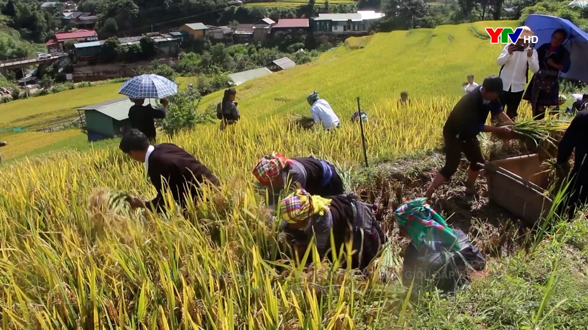 Hội thi "Gặt lúa nhanh, cày bừa giỏi, đắp bờ đẹp" tại huyện Mù Cang Chải