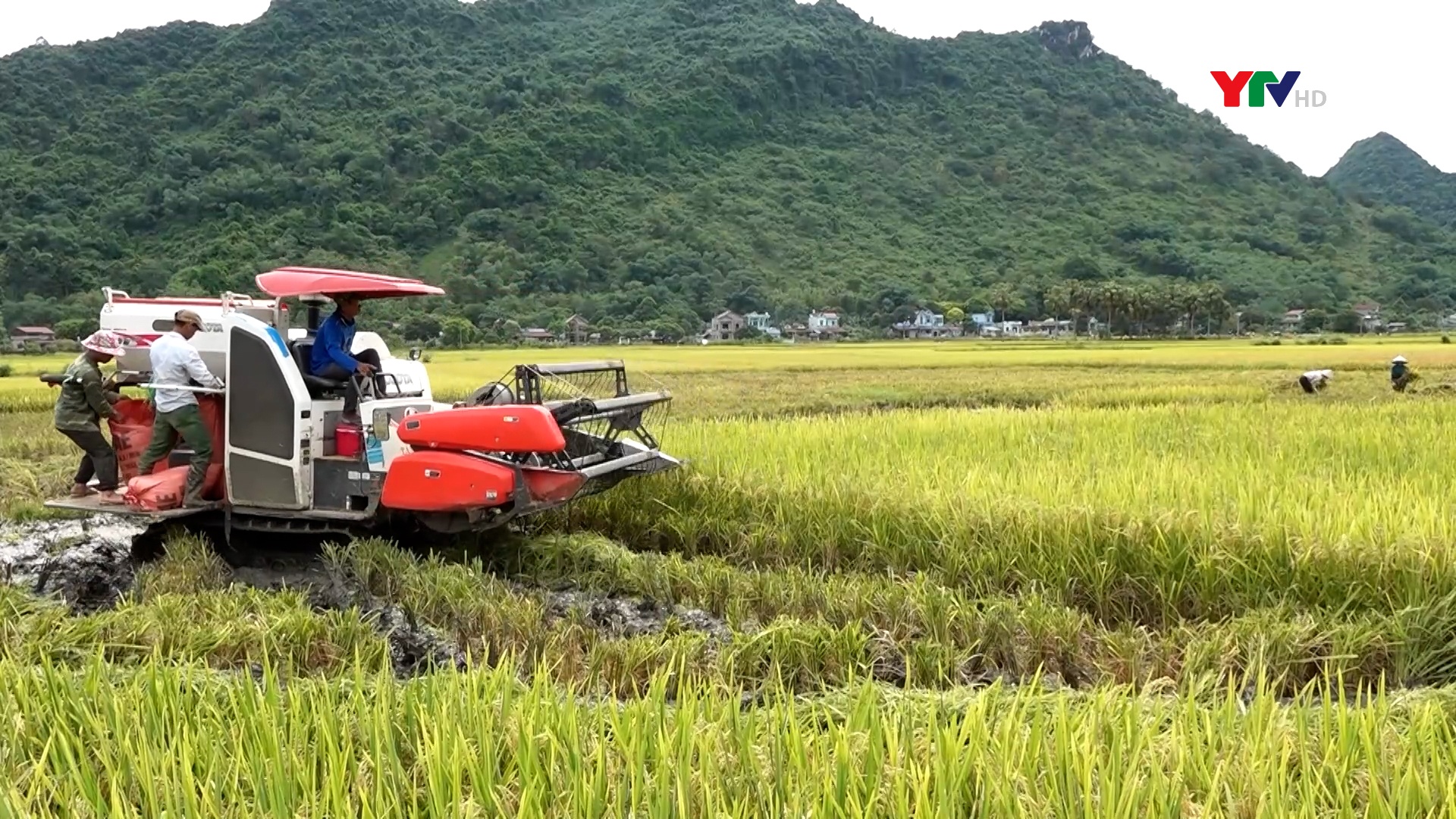 Nông dân Lục Yên khẩn trương thu hoạch lúa mùa