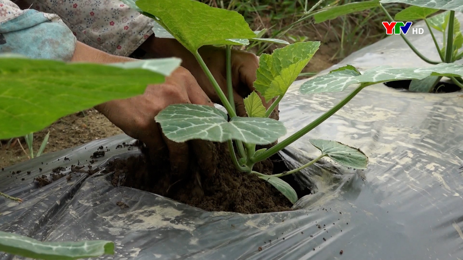 Sơn Lương nâng cao giá trị cây trồng vụ đông