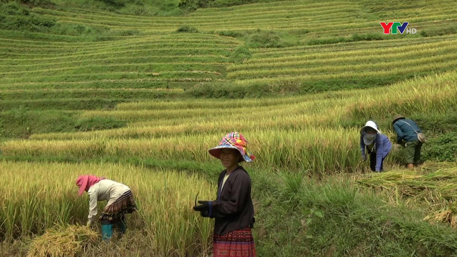 Mù Cang Chải tập trung thu hoạch lúa vụ mùa năm 2023