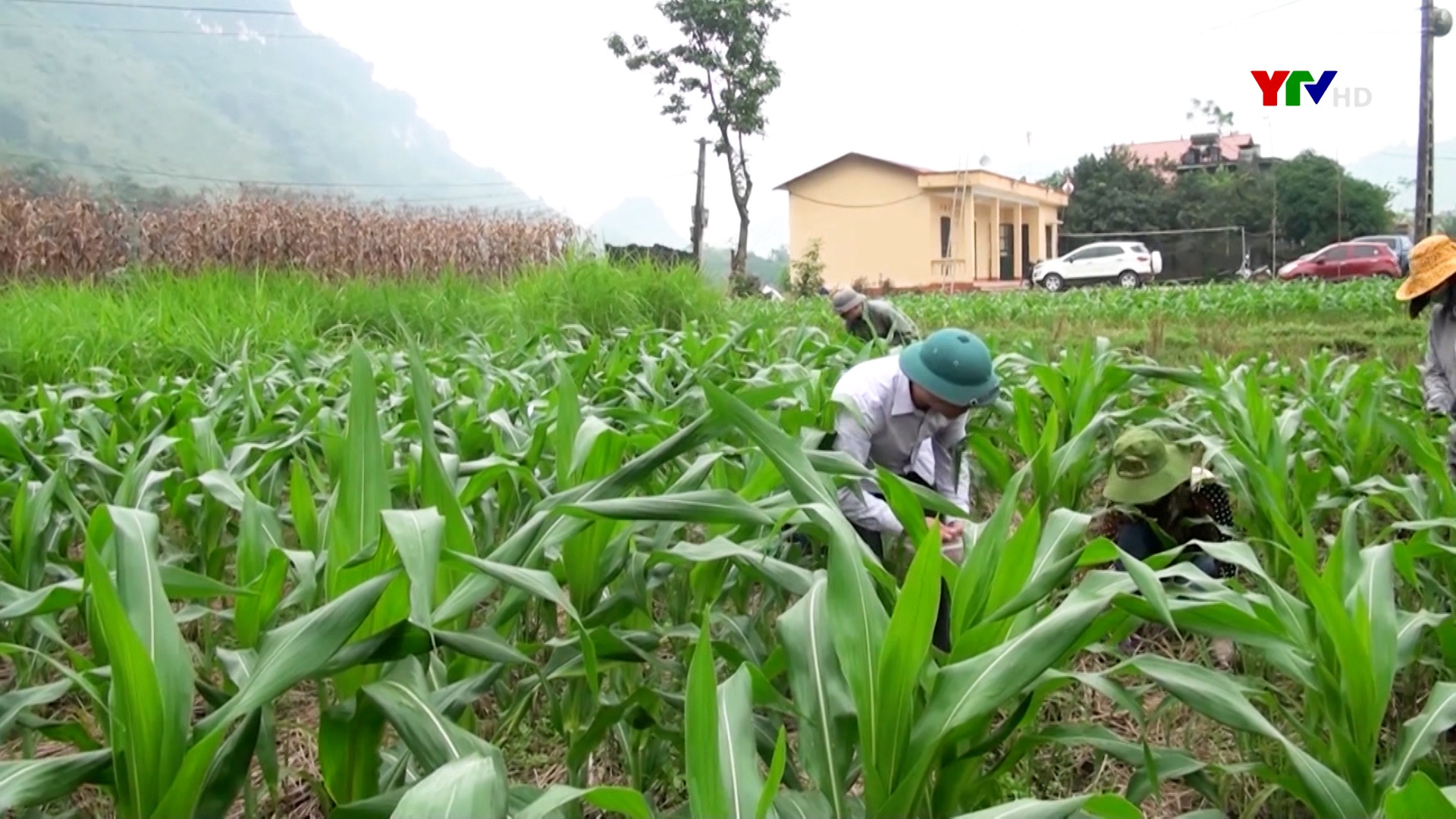 Nông dân Lục Yên chăm sóc cây trồng vụ đông