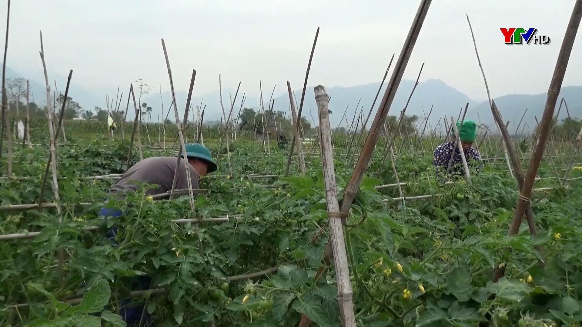 Nông dân thị xã Nghĩa Lộ tích chăm sóc cây trồng vụ đông
