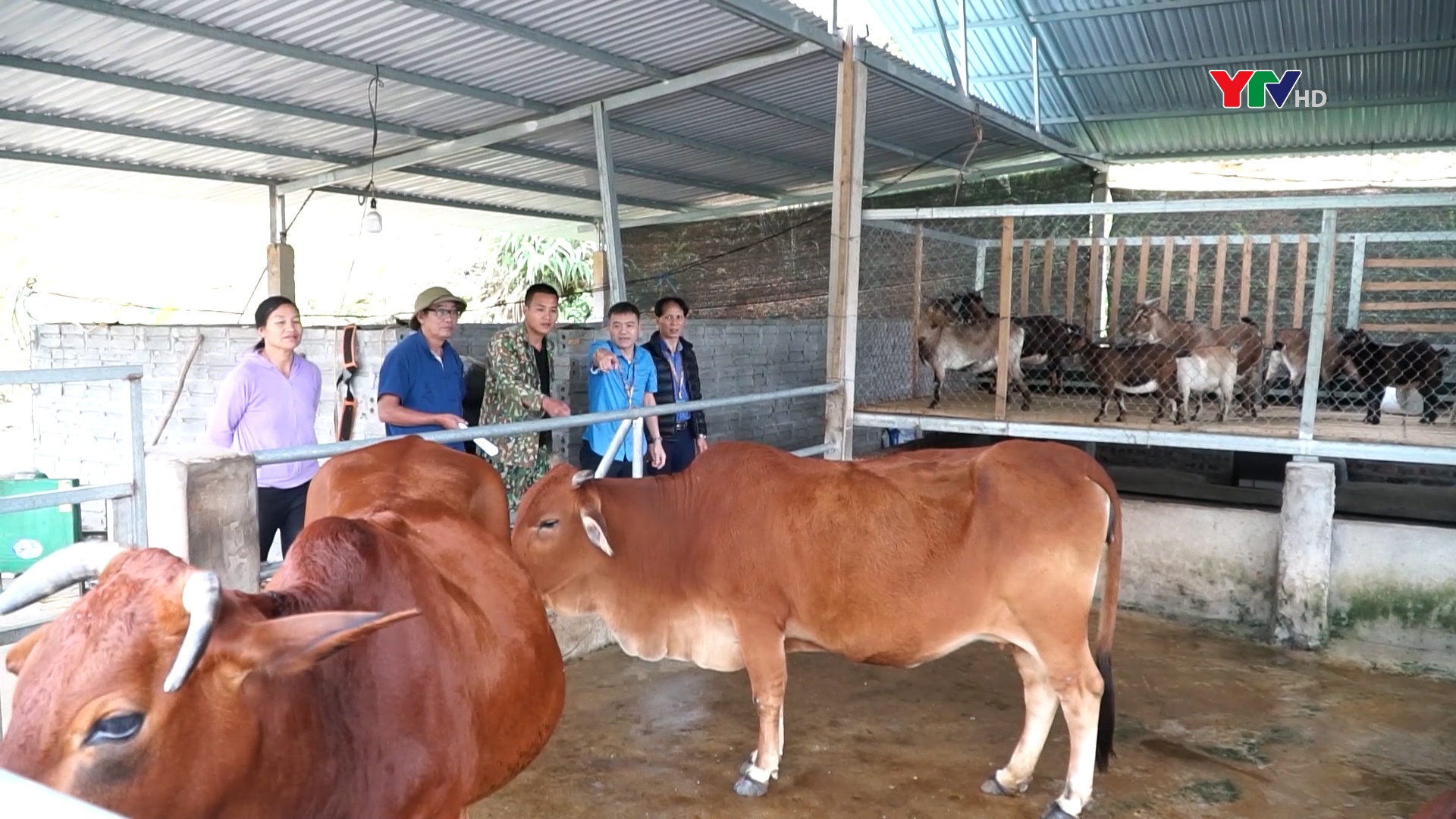 Nghị quyết 69 của HĐND tỉnh tiếp sức cho ngành chăn nuôi Văn Yên