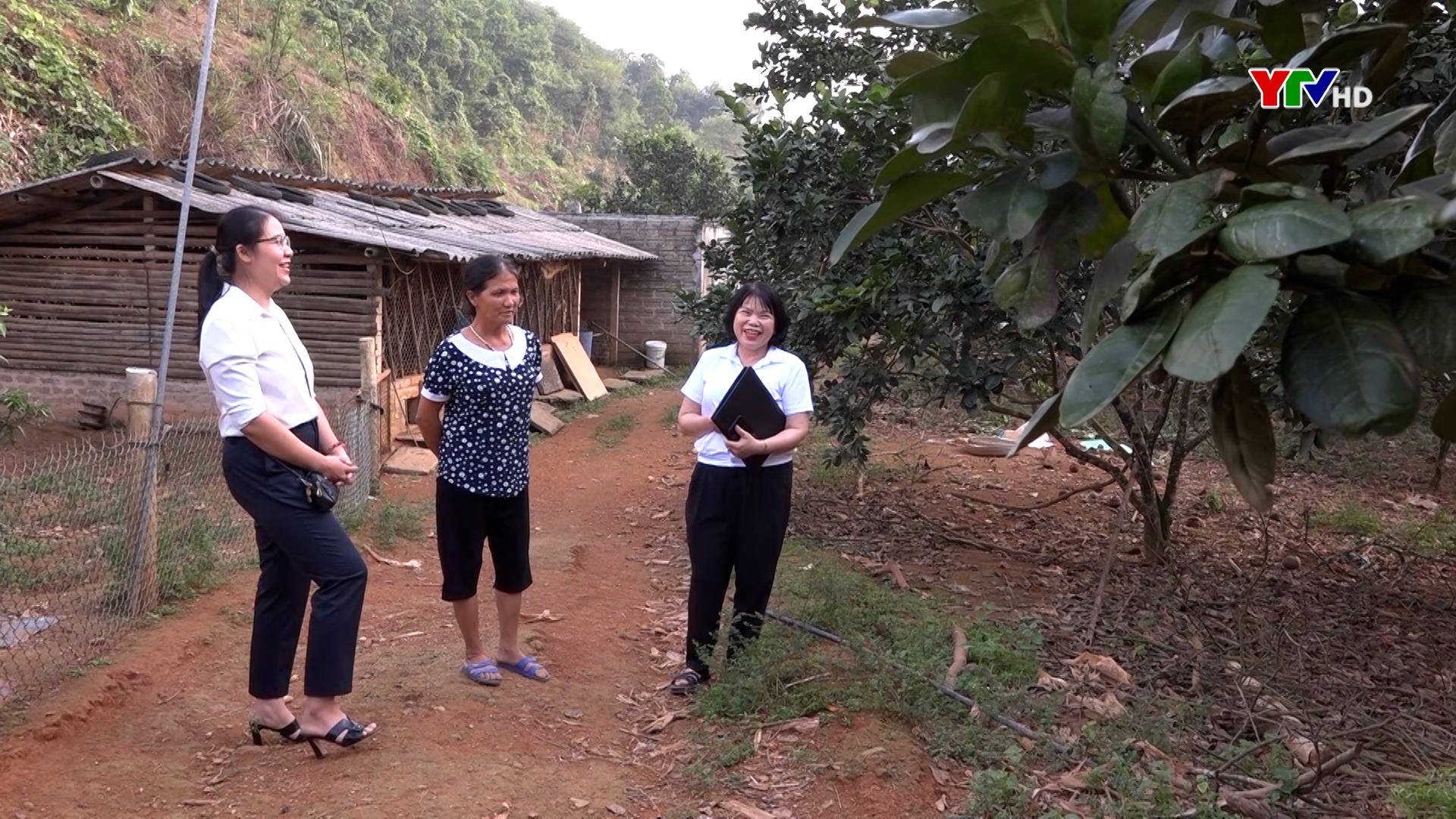 Chi nhánh Ngân hàng NN&PTNT huyện Yên Bình – Bắc Yên Bái - Điểm tựa giúp nông dân phát triển kinh tế