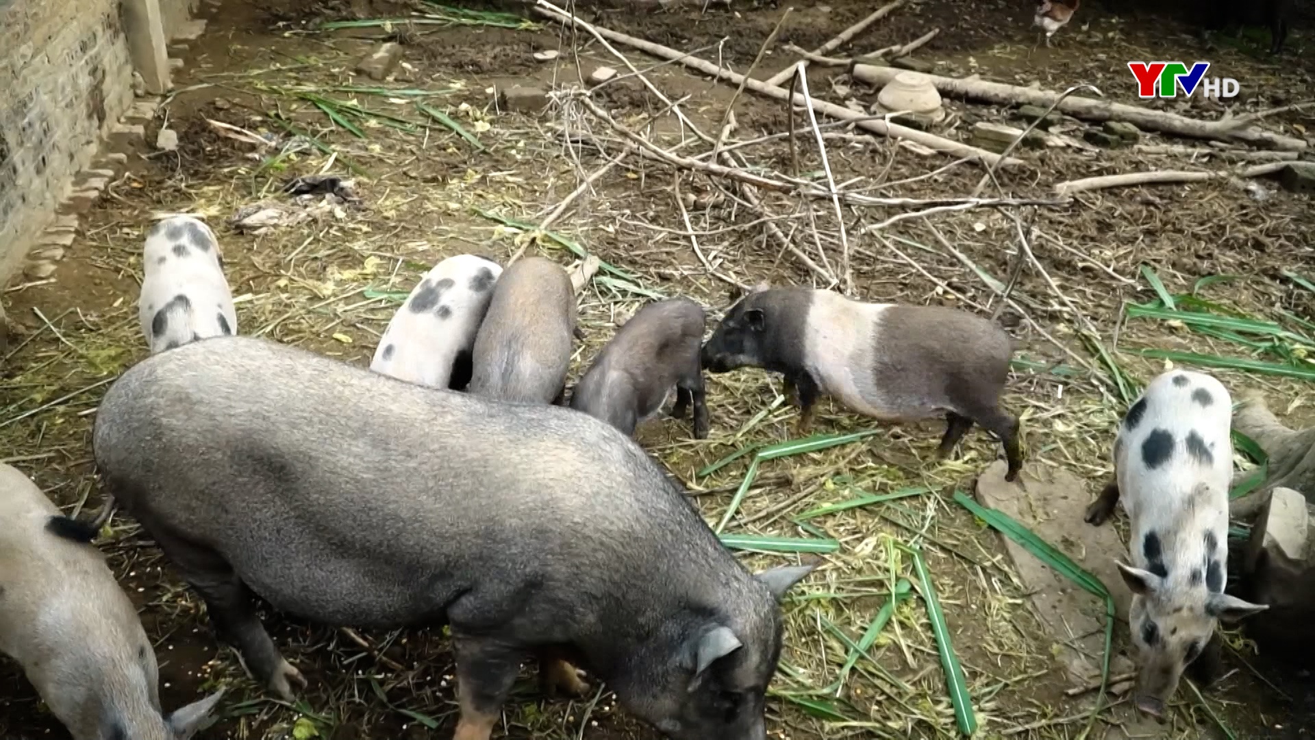Nuôi lợn rừng - Mô hình kinh tế cho thu nhập cao