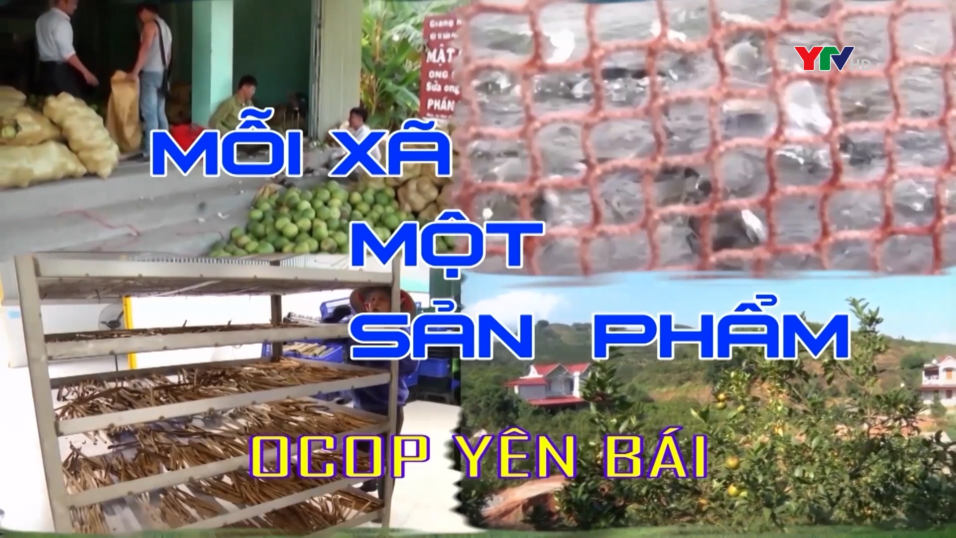 Yên Bình quyết tâm giữ vững thương hiệu đặc sản Bưởi Đại Minh