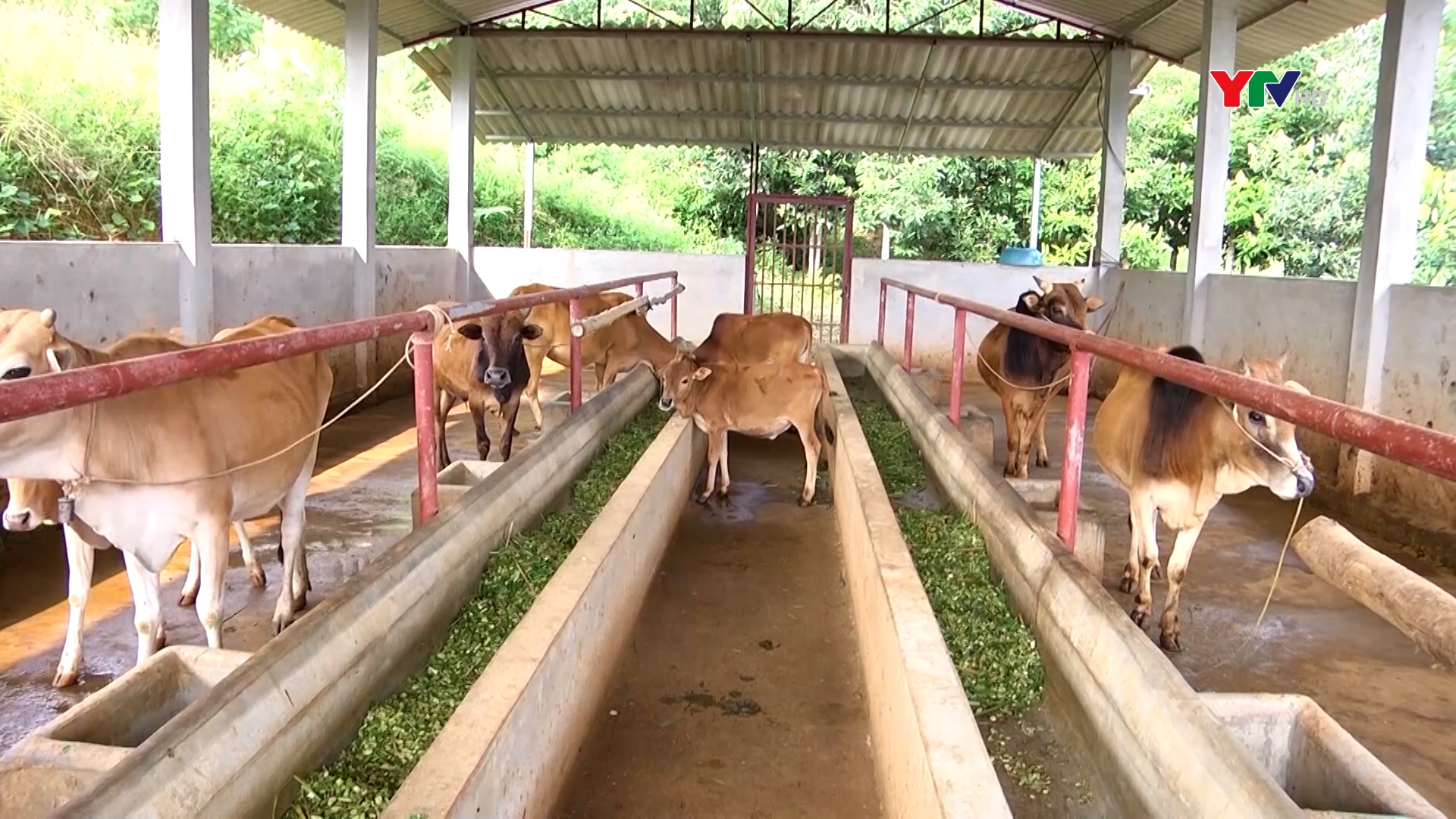 Văn Chấn triển khai các biện pháp phòng, chống đói, rét cho đàn vật nuôi